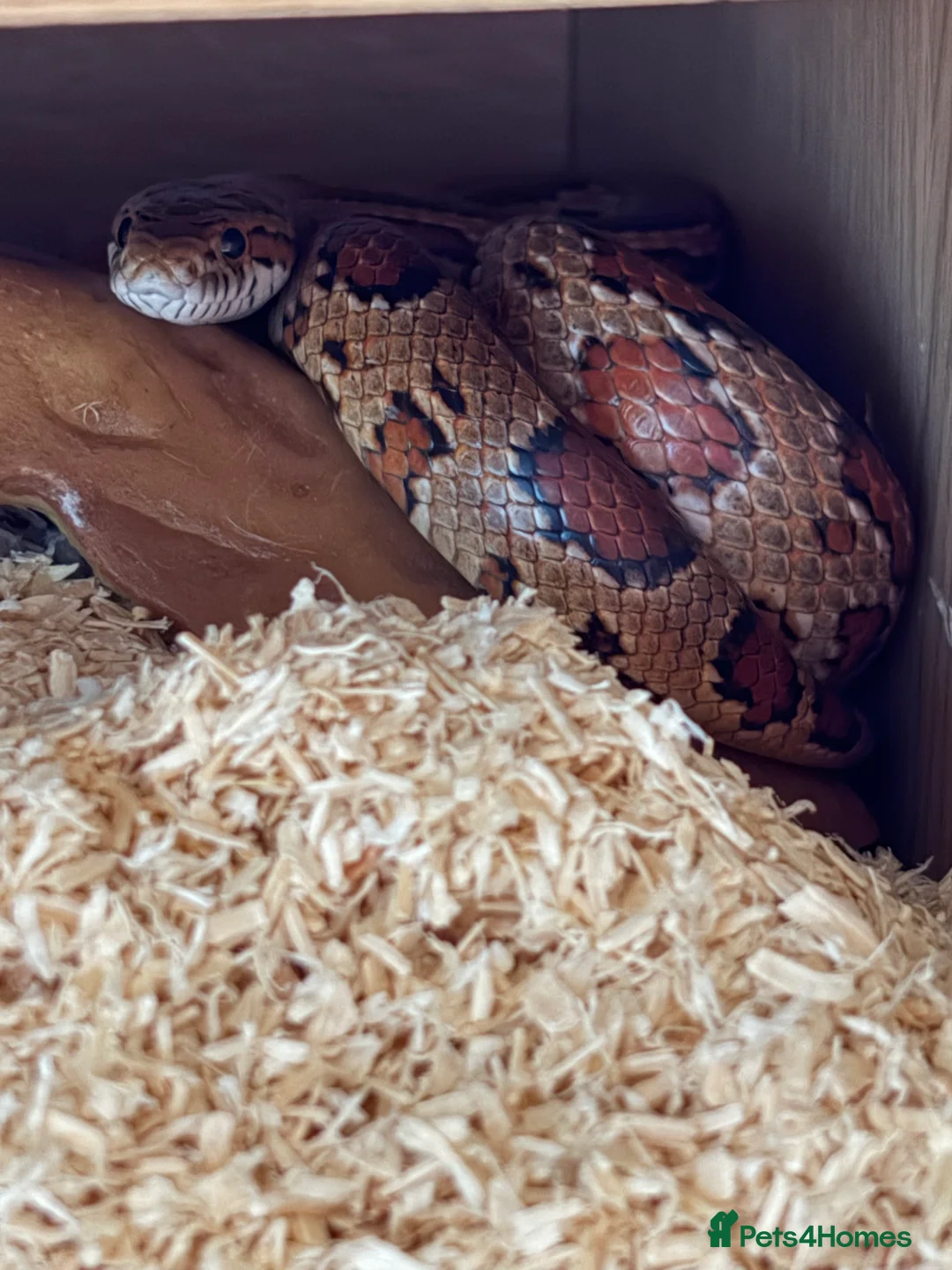 Corn Snake reptiles for sale: Roughly 2 Year Old ‘Female’ Corn Snake & Set Up - Advert 1