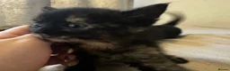 Mixed Breed cats for sale: Kittens  - Advert 5