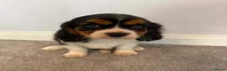 Cavalier King Charles Spaniel dogs for sale: Beautiful health tested cavalier King Charles  - Advert 3