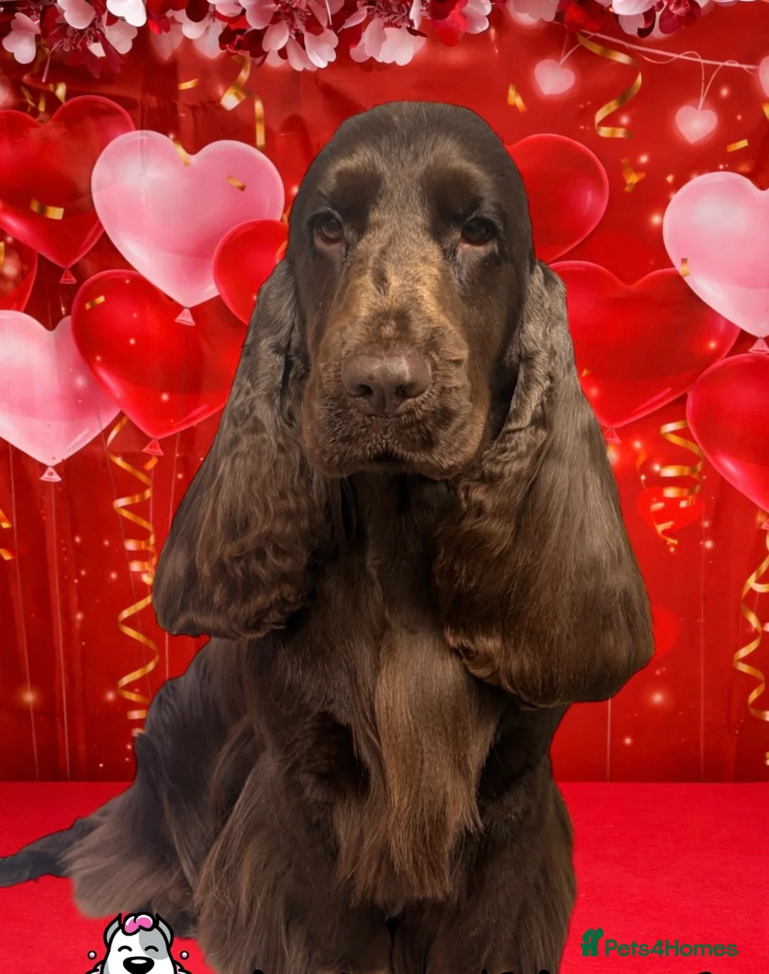 Cocker Spaniel dogs for stud: Stunning KC Reg Show Type - Advert 2