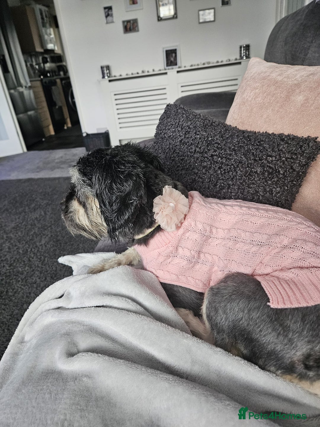 Malshi dogs for sale: Brandi shihtzu x - Image 4