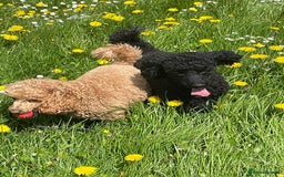 Miniature Poodle dogs for sale: KC reg miniature poodles, 5* licensed  - Image 7