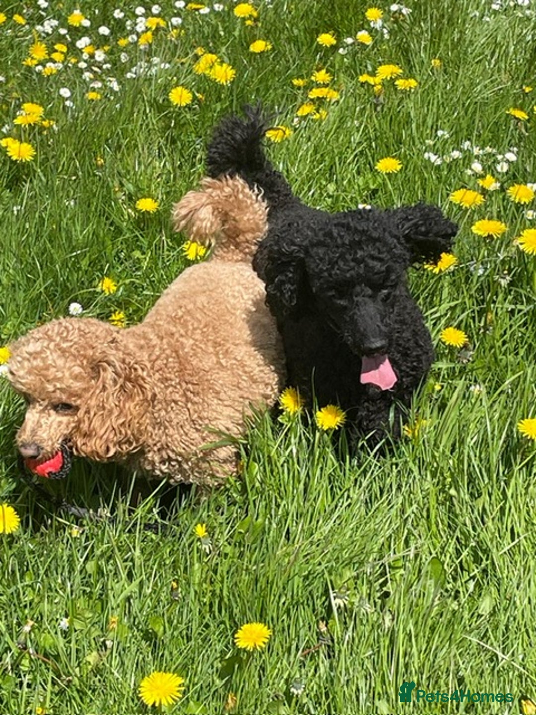 Miniature Poodle dogs for sale: KC reg miniature poodles, 5* licensed  - Image 7