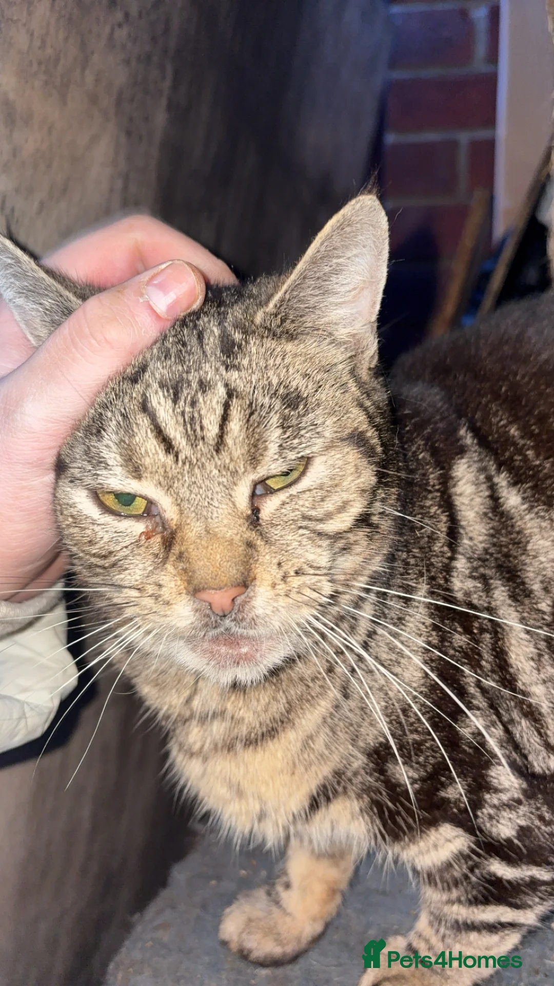 Domestic Shorthair cats for sale: Rescue cats- 60 in total, kittens/ adults🧡🙏 - Advert 33