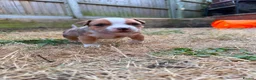 American Bully dogs for sale: OPEN TO OFFERS! ABKC ready now! - Advert 17