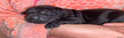 Mixed Breed dogs for sale: 5 Shar Pei x Labrador pups  - Advert 11