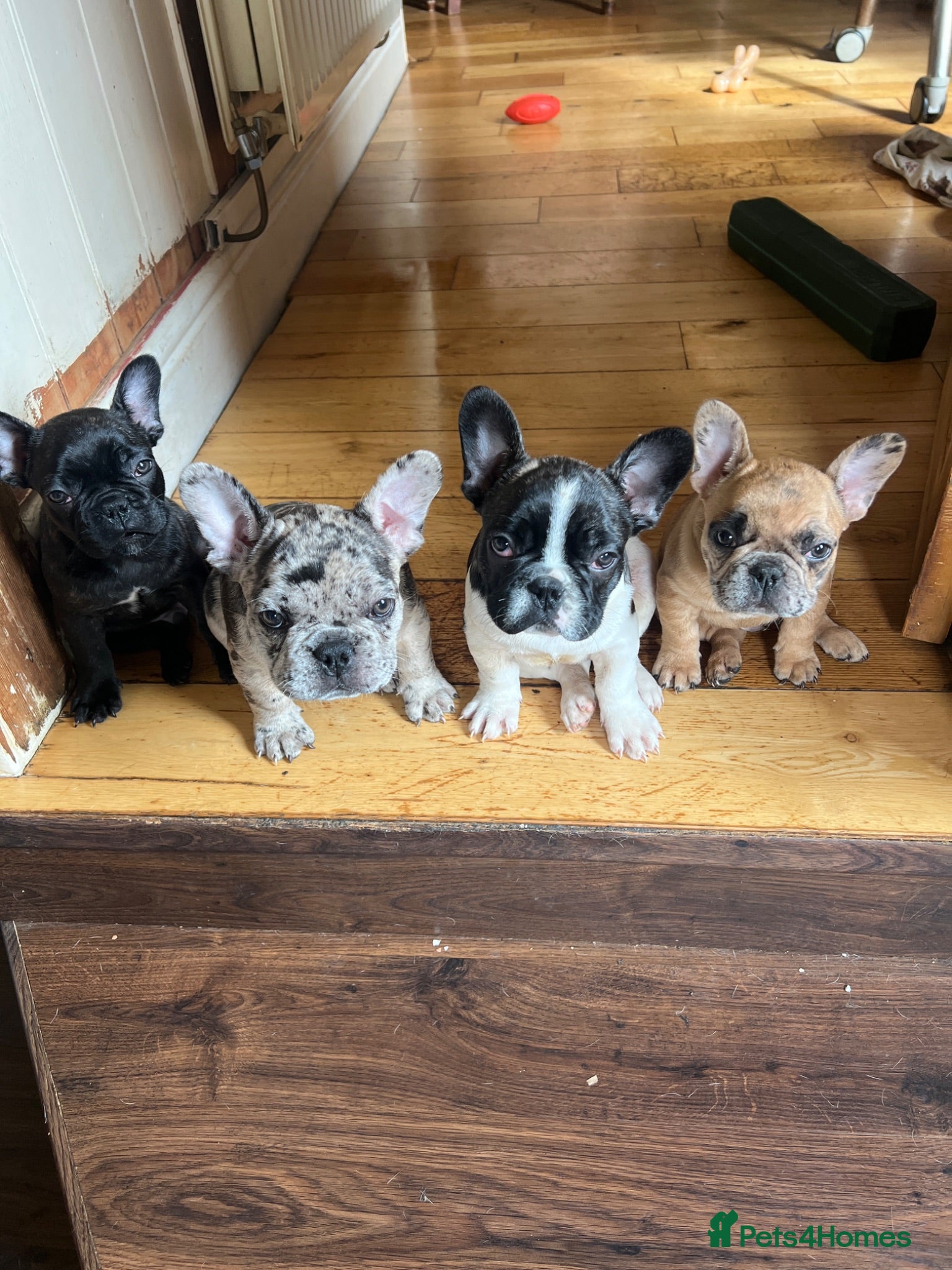 French Bulldog dogs French bulldog puppies looking for good new home  - Advert 1