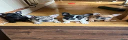 French Bulldog dogs for sale: French bulldog puppies looking for good new home  in Lancaster - Advert 2