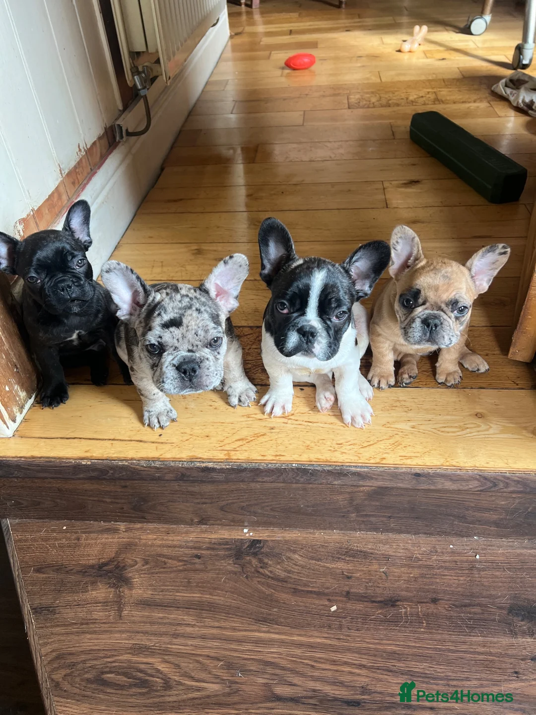 French Bulldog dogs for sale: French bulldog puppies looking for good new home  in Lancaster - Advert 2