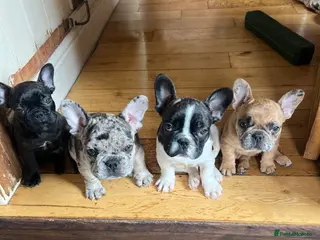 French Bulldog dogs French bulldog puppies looking for good new home - Advert 1
