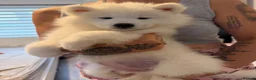 Samoyed dogs for sale: Beautiful pedigree kc Samoyed  - Advert 14