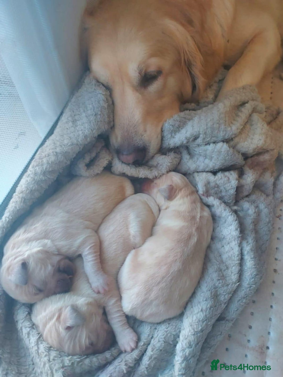Golden Retriever dogs for sale: 🥰First Class kc Golen Retriever boys🥰 - Image 10