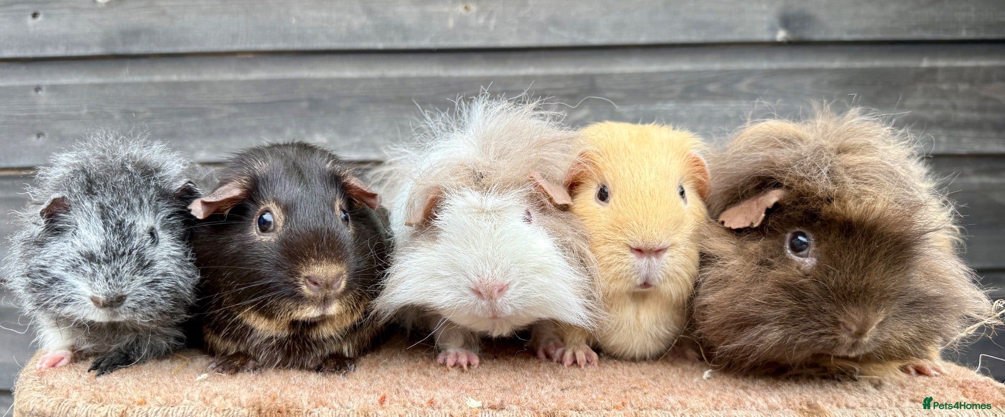 Guinea Pig rodents Group of Sows (Retired/Non-Breeding)  - Advert 1