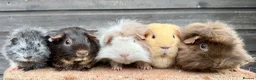 Guinea Pig rodents for sale: Group of Sows (Retired/Non-Breeding)  - Advert 1