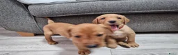 Labrador Retriever dogs for sale: Ready Now! Beautiful Red Fox Labrador Puppies - Advert 4