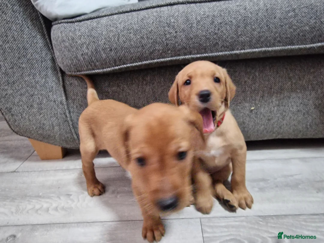 Labrador Retriever dogs for sale: Ready Now! Beautiful Red Fox Labrador Puppies - Advert 4