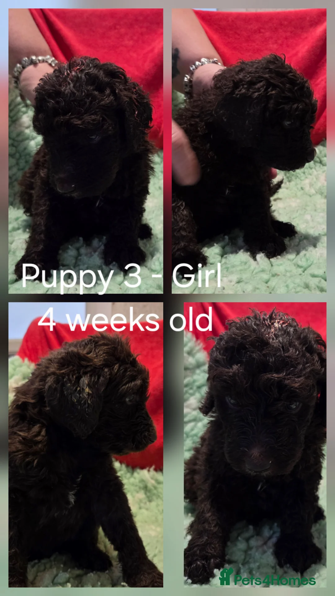 Goldendoodle dogs for sale: DELIGHTFUL WELL BRED DOODLES - Advert 4