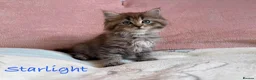 Persian cats for sale: Absolutely beautiful Persian/ragdoll Kittens - Advert 5