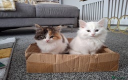 Persian cats for sale: Beautiful Nine week old Turkish Angora Female - Image 12