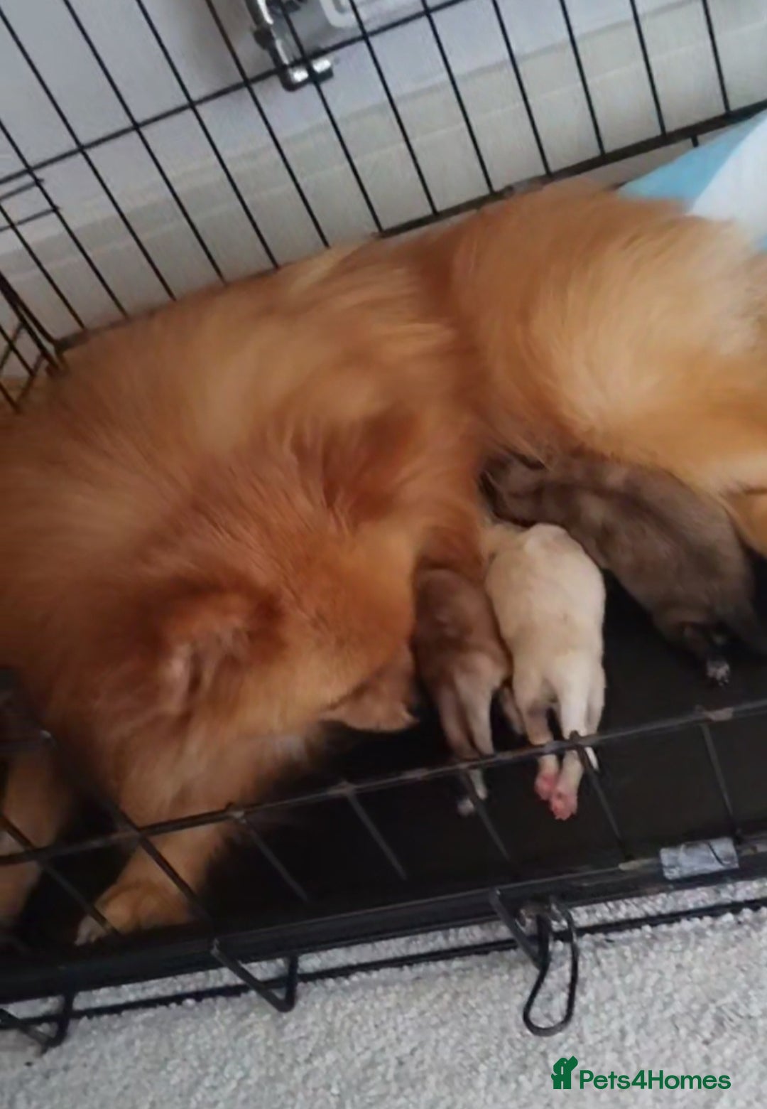 Pomeranian dogs for sale: Beautiful tiny Pomeranian Puppy   - Advert 12