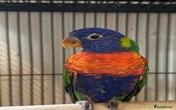 Lorikeets birds for sale: Hand Reared Baby Rainbow Lorikeets  - Image 2