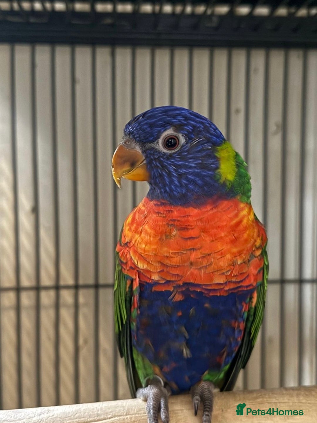 Lorikeets birds for sale: Hand Reared Baby Rainbow Lorikeets  - Image 2