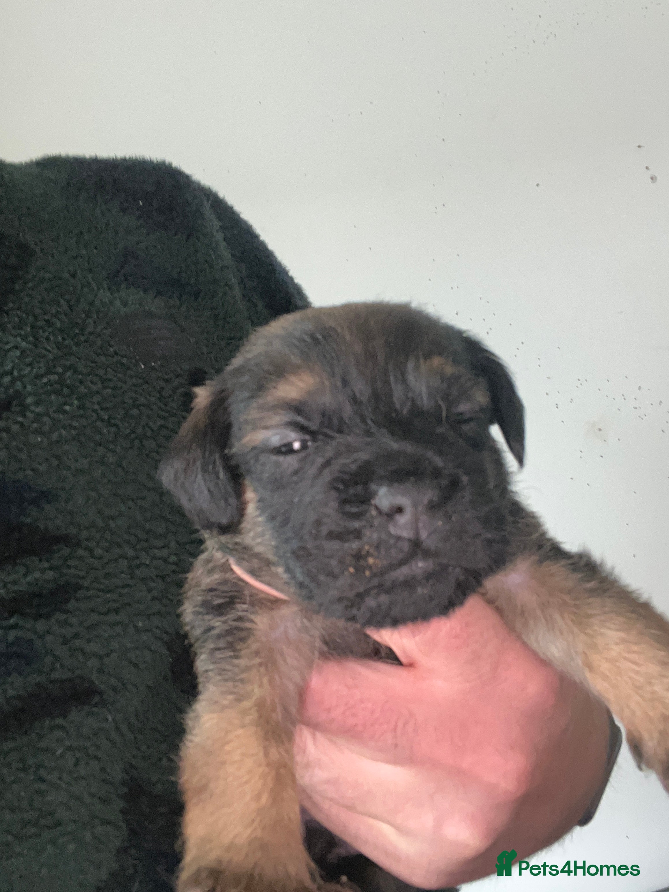 Border Terrier dogs  BORDER TERRIER PUPPIES FOR SALE ❤️🐾  - Advert 2