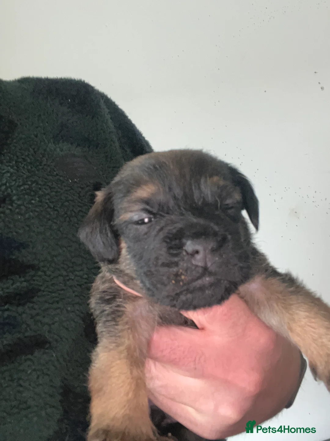 Border Terrier dogs for sale:  BORDER TERRIER PUPPIES FOR SALE ❤️🐾  - Advert 2