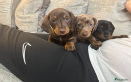 Miniature Dachshund dogs for sale: Miniature Dachshund Puppies  - Image 5