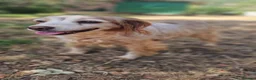 Brittany Spaniel dogs for adoption: Nela  in Tonypandy - Advert 3