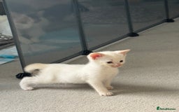 Mixed Breed cats for sale: Mixed kittens for sale - Image 17