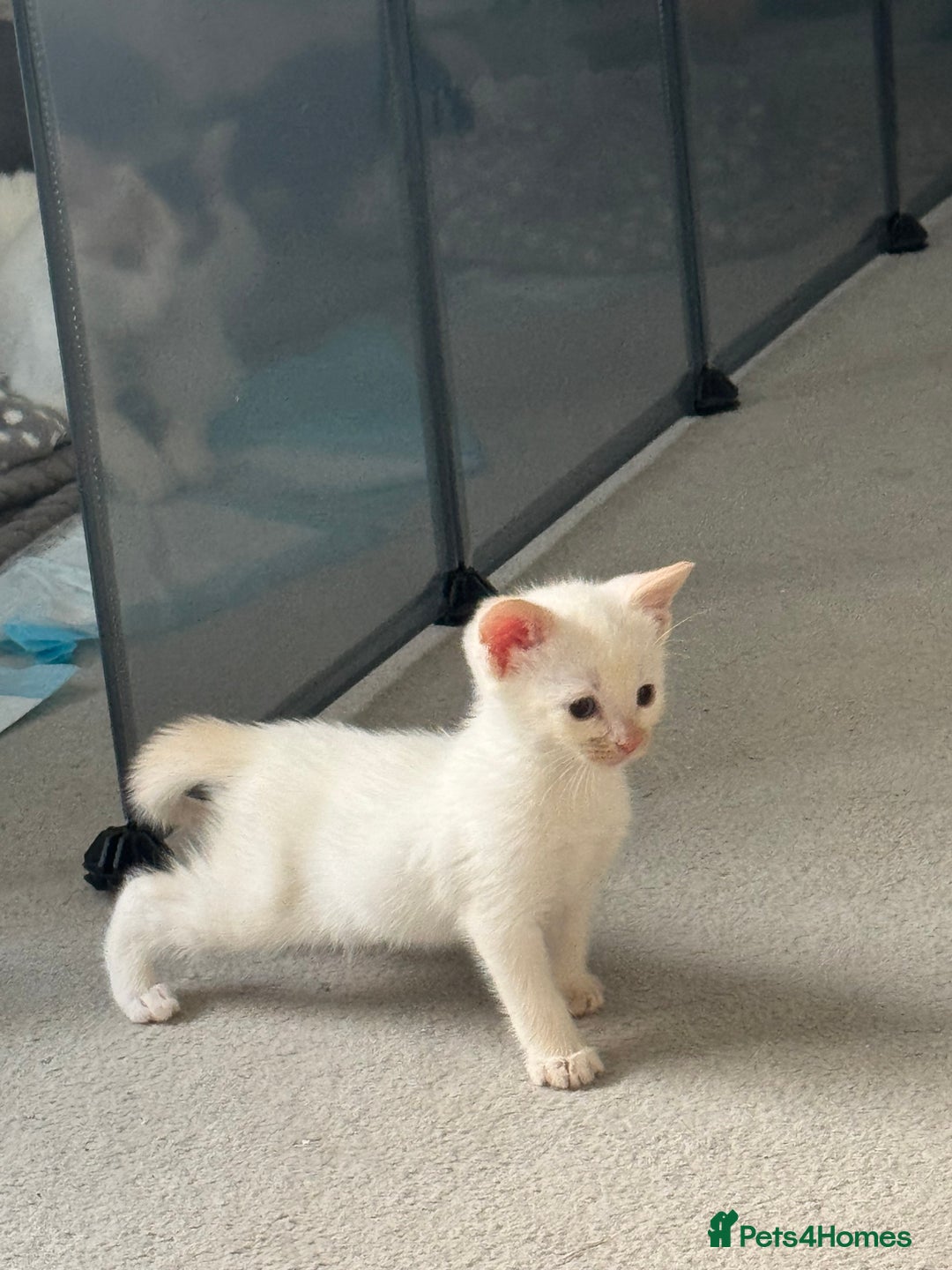 Mixed Breed cats for sale: Mixed kittens for sale - Image 17
