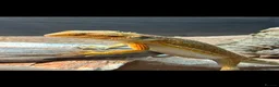 Bearded Dragon reptiles for sale: Bearded Dragon AND FULL SETUP - Advert 4