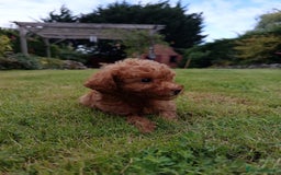 Toy Poodle dogs for sale: Toy Poodles from k.c.registered DNA tested parents - Image 19