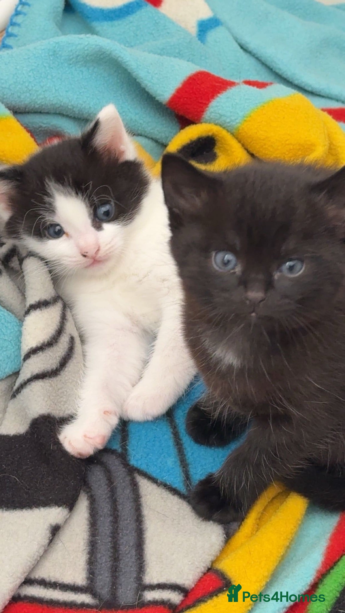 Mixed Breed cats Beautiful, playful kittens - Advert 6