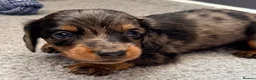 Miniature Dachshund dogs for sale: True beautiful tiny mini dachshunds puppies - Advert 3