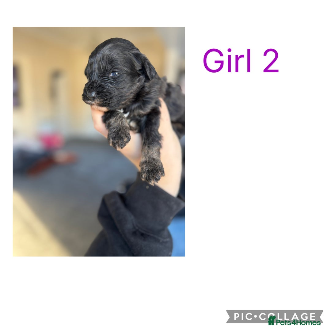 Sheepadoodle dogs for sale: Micro mini Sheepadoodles  - Advert 8