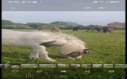 Other Breed horses for sale: Mini cob - Image 4