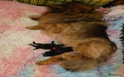 Pomeranian dogs for sale: 3 beautiful black pomeranian boys for sale  - Image 32