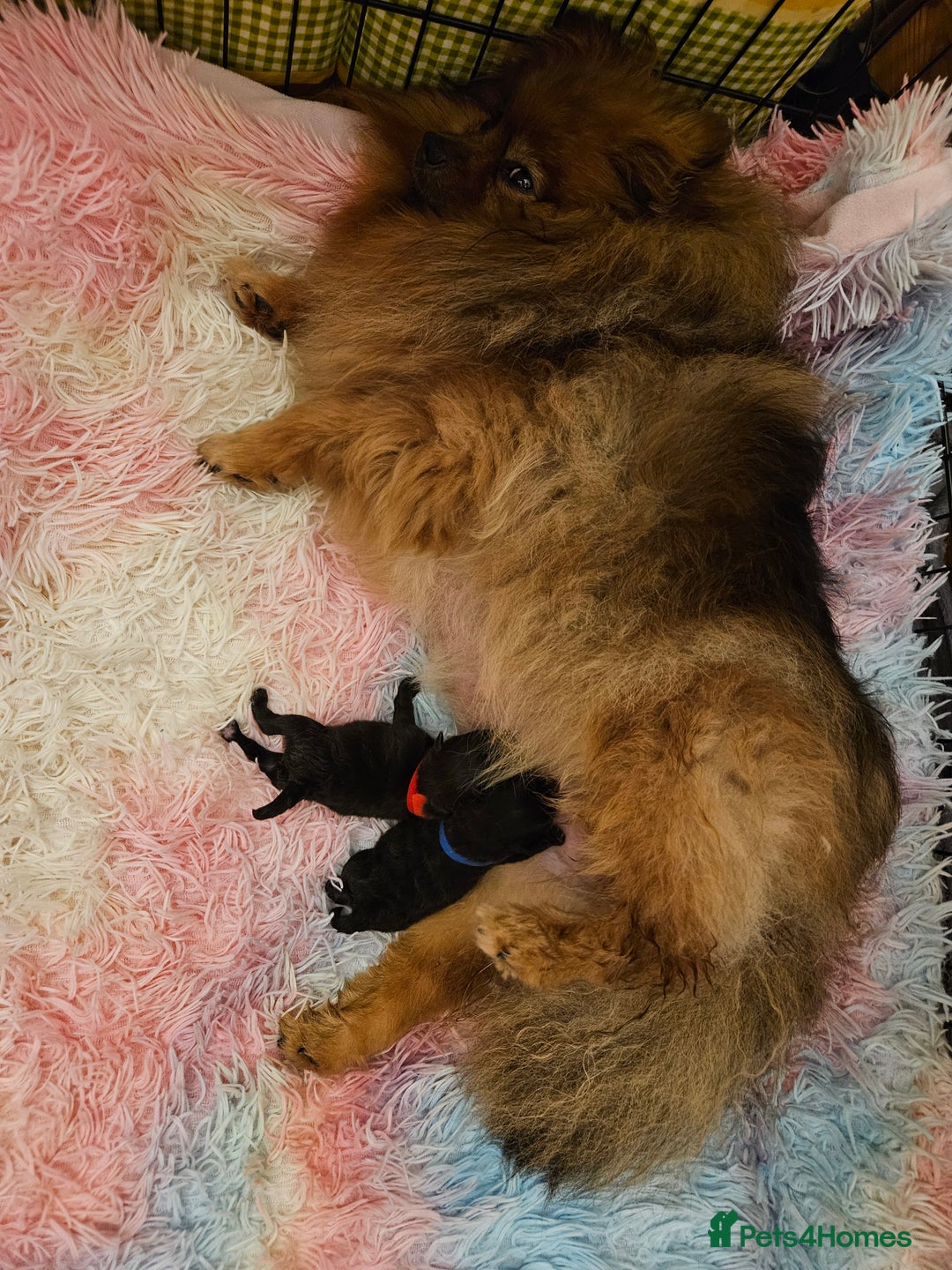 Pomeranian dogs for sale: 3 beautiful black pomeranian boys for sale  - Image 32