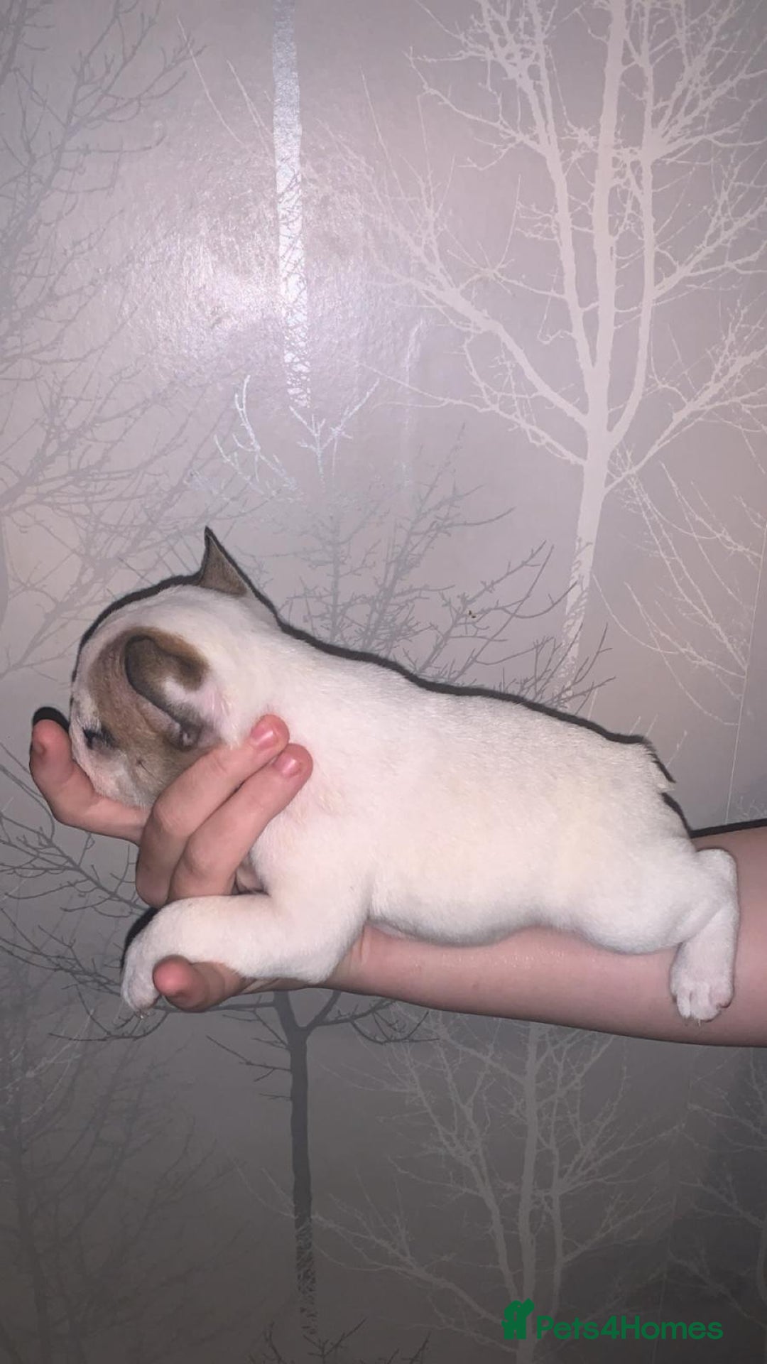 French Bulldog dogs for sale: French bulldog pups  - Image 10