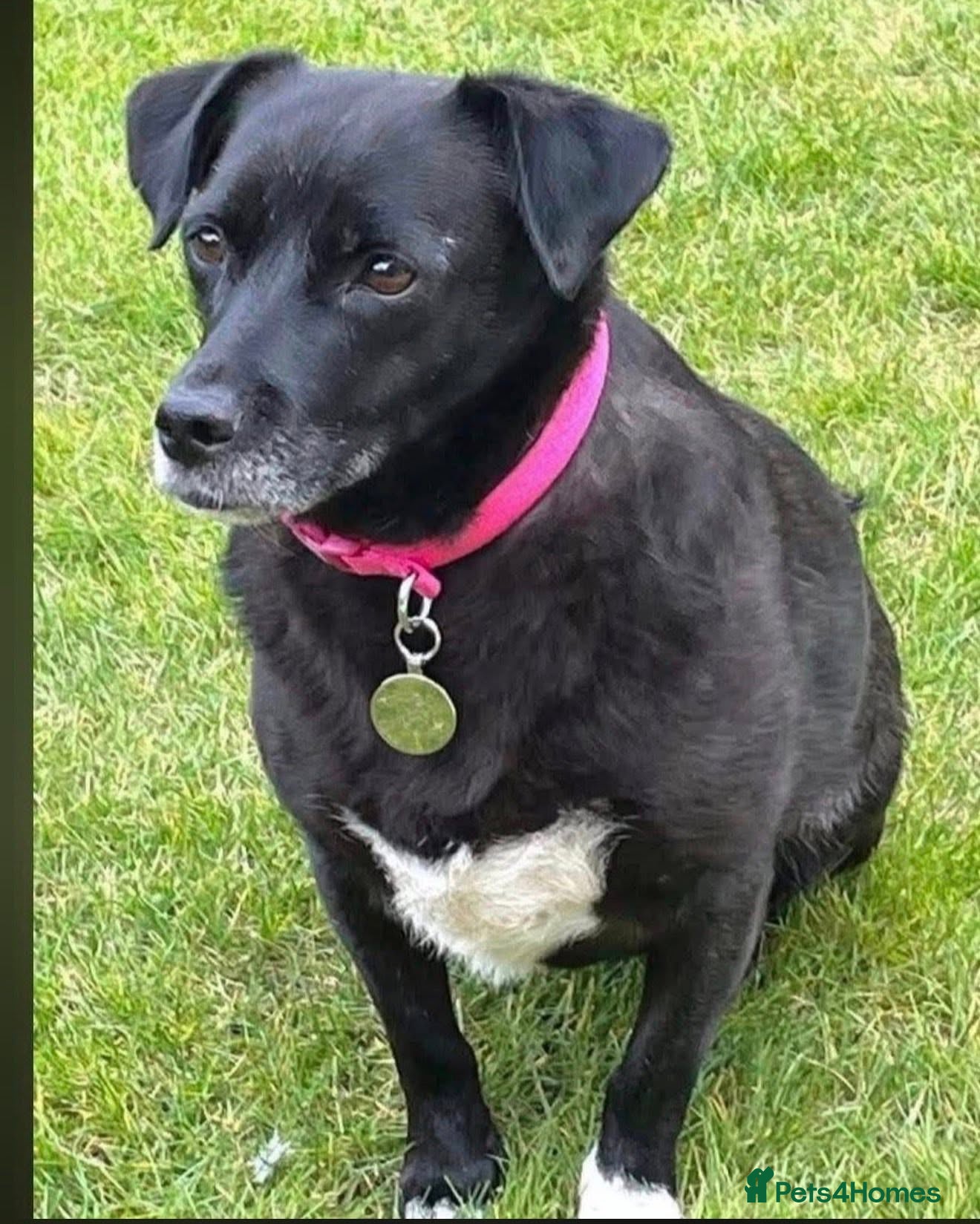 Mixed Breed dogs Could This Be the Start of Bramble's New Chapter? - Advert 1