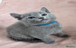 Russian Blue cats for sale: TICA Registered Affectionate Kittens - Image 8