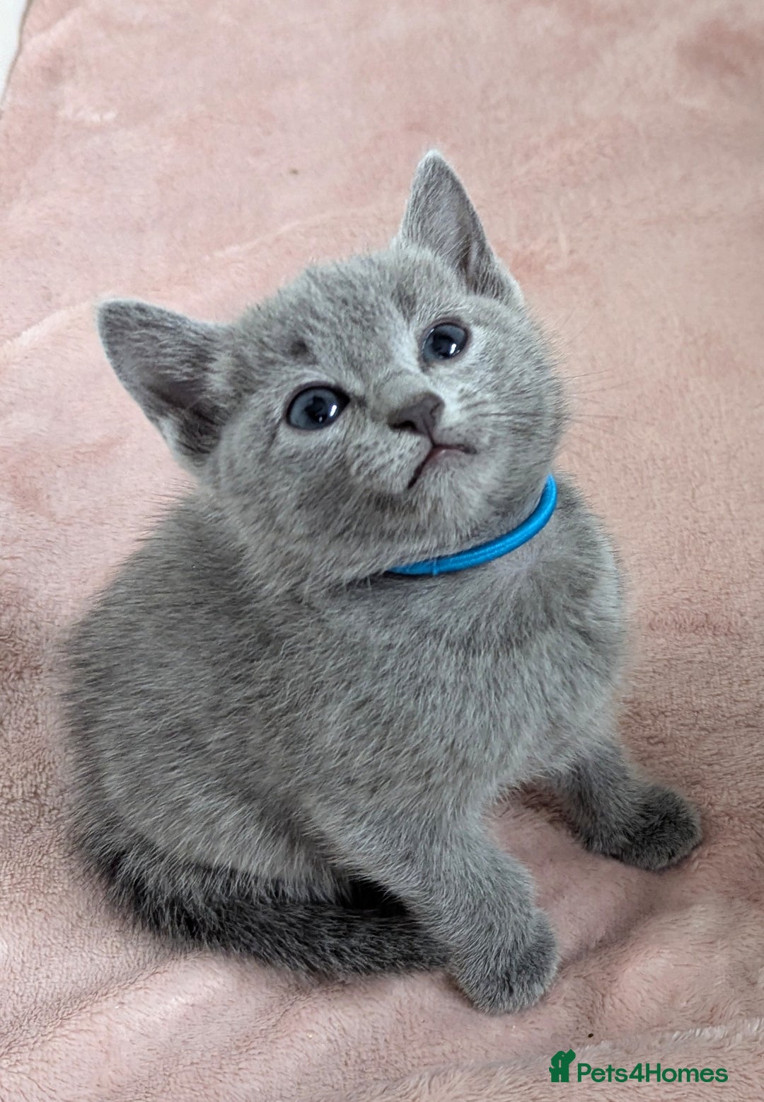 Russian Blue cats for sale: TICA Registered Affectionate Kittens - Image 8