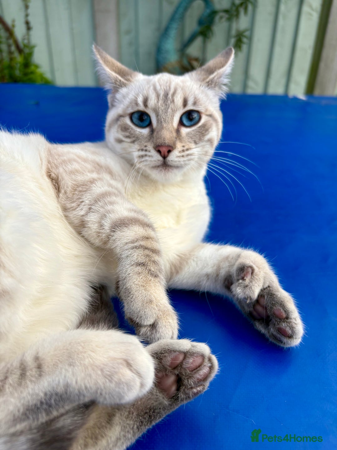 Keetso cats for sale: Superb polydactyl girl - Advert 18