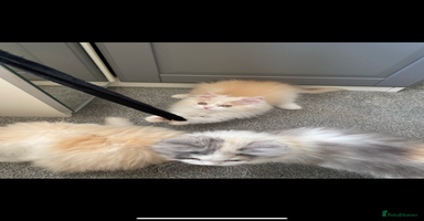 British Longhair cats in Milton Keynes - Advert 3