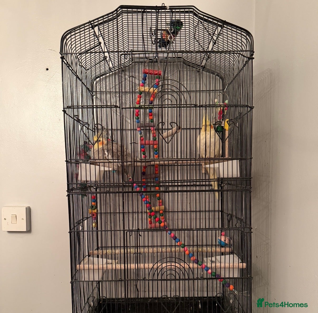 Cockatiels birds Beautiful pair of Cockatiels for Sale - Advert 9