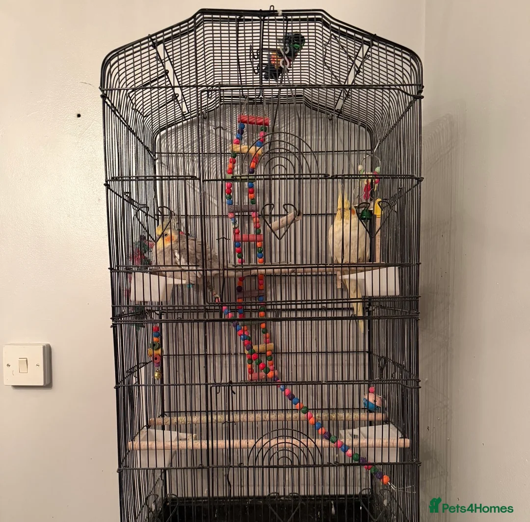 Cockatiels birds for sale: Beautiful pair of Cockatiels for Sale in Rugby - Advert 1
