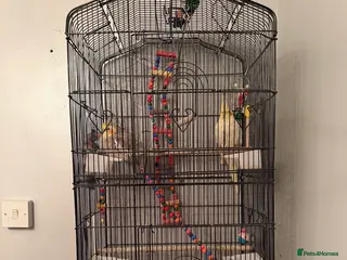 Cockatiels birds Beautiful pair of Cockatiels for Sale - Advert 9