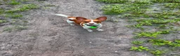 Mixed Breed dogs for stud: Jackuaua x chiweenie Stud - Advert 2